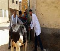 «بيطري المنيا» تواصل تحصينات الماشية ضد مرض الجلد العقدي