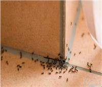 7 حيل بسيطة لحياة أسهل.. «الخيار» يخلصك من النمل