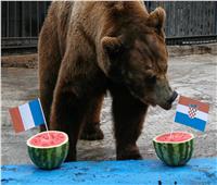 روسيا 2018| «الدب بويان» يتنبأ تتويج كرواتيا بكأس العالم «صور»