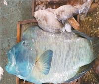 صور| كارثة.. سمكة نابليون النادرة للبيع في سوق العبور