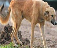 كلب ضال ينقذ حياة رجل في جبال رومانيا 