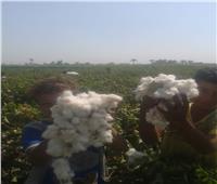 صور| «الزراعة»: لجان المكافحة تتفقد زراعات القطن بمحافظة بني سويف 