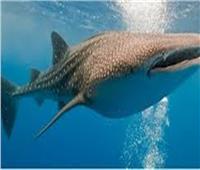 جمعية الإنقاذ البحري: ظهور القرش الحوتي صديق الإنسان شمال الغردقة