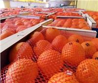 «الزراعة»: تصدير 17 ألف طن فاكهة خلال شهر