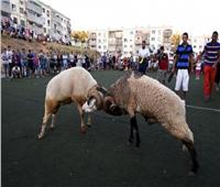 «مصارعة الكباش» أبرز مظاهر الاحتفال بعيد الأضحى في تونس