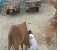 فيديو| عجل شرس ينتقم من جزار أثناء محاولة ذبحه