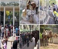 حديقة الحيوان بالجيزة: 55 ألف زائر متوقع  بنهاية اليوم