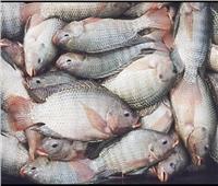 ننشر أسعار الأسماك في سوق العبور اليوم