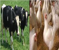 تعرف على إجراءات الزراعة لاستيراد الماشية والدواجن