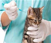 «نقابة الفلاحين» تطالب الزراعة بتوعية المواطنين بتطعيم القطط
