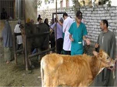 تحصين 91.5 ألف رأس ماشية ضد «الحمى القلاعية» بالقليوبية