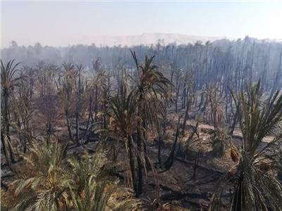 وزير الزراعة: إصابة 580 نخلة في حريق أسوان