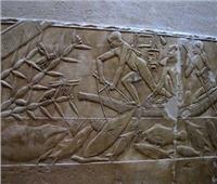 دراسة: «المزارع السمكية» من ابتكار القدماء المصريين