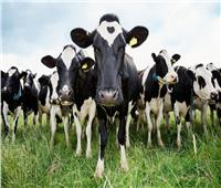 ظهور «جنون البقر» مرة أخرى في بريطانيا 