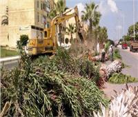 فيديو| النظافة والتجميل: قطع الأشجار الخطرة بشوارع ومدارس القاهرة