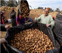 فيديو| نقيب الفلاحين: «المزارعون باعوا كيلو البطاطس للتجار بأقل من جنيه»