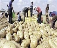 وزير الزراعة: مُهلة لأصحاب الثلاجات لضخ مخزون البطاطس بالأسواق