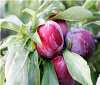 7 نصائح لمزارعي «الفاكهة المتساقطة» لزيادة الإنتاج ومكافحة الآفات