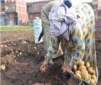 مزارعو الغربية يتوقعون انخفاض أسعار البطاطس لـ3جنيه