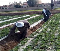 صور| الزراعة تواصل مكافحة الآفات بمحصول الفراولة في محافظة القليوبية