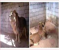 حديقة الحيوان تناشد المواطنين بالإبلاغ عن بائع «أسد» أسيوط عبر «فيسبوك»