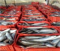 الزراعة: إنتاج المزارع السمكية بمصر يُصدر إلى أوروبا
