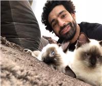 شاهد.. محمد صلاح يعلن موقفه من تصدير القطط والكلاب: «لا يمكن أن يحدث»