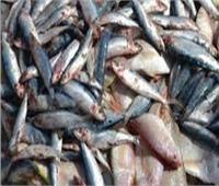 ضبط طن ونص أسماك فاسدة داخل مطعم شهير بمدينة نصر
