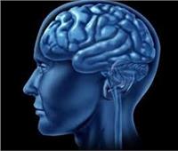 دراسة جديدة تكشف عن ارتباط حجم الدماغ بالذكاء
