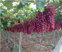 12 نصيحة للحفاظ على إنتاجية «العنب» خلال موسم الشتاء