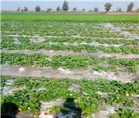صور|  حملات مرور على زراعات «الفراولة» لتقديم النصائح للمزارعين