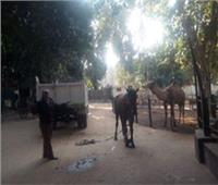 رئيس مدينة شبرا الخيمة يصادر «عربة كارو».. ويرسل الحصان لـ«حديقة الحيوان»