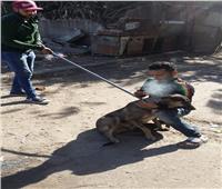 تصدير القطط والكلاب| «الرفق بالحيوان»: ضد الإنسانية.. وكوريا الجنوبية: لا نتناول لحومها