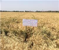 حصاد 2018| «البحوث الزراعية» تنشأ 370 حقلا تعليميا لزراعة القمح
