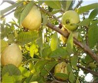 الزراعة تقدم 5 توصيات فنية لمزارعي الجوافة خلال يناير 2019