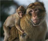 «القرد في عين أمه غزال» .. تعرف على قصة المثل الشعبي