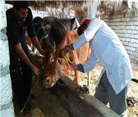 الزراعة: تحصين 1.7 مليون رأس ماشية خلال شهرين ضد الأمراض