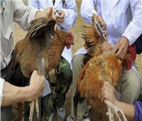 «الزراعة»: تحصين 4 ملايين طائر ضد الأنفلونزا بالمحافظات
