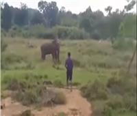 فيديو|فيل يسحق رجلا حاول تنويمه مغناطيسيا