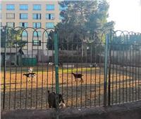 «ماعز» في حديقة الاندلس بطنطا .. ومواطنون: «نشاط اقتصادي»
