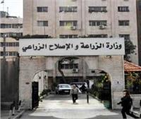 «الزراعة» تعلن سلامة الثوم وخلوه من أي مواد سامة 