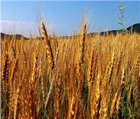 الزراعة: 3 ملايين و81 ألف فدان حجم المساحات المنزرعة بالقمح حتى الآن
