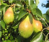 7 نصائح لمزارعي «التفاح والكمثري» لزيادة الإنتاج خلال فبراير 