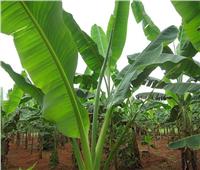 لمزارعي «حدائق الموز»..اتبع هذه النصائح لمكافحة الآفات وزيادة الإنتاج