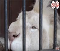 فيديو| حسين فهمي.. أسد أبيض يخطف أنظار رواد حديقة الحيوان