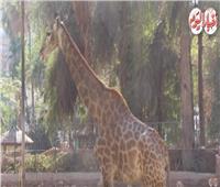 فيديو| بمناسبة الفلانتين.. قصص حب من داخل حديقة الحيوان