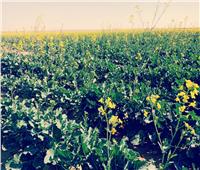 «أبوستيت»: زراعة «الكانولا» أحد حلول سد فجوة نقص الزيوت