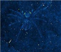 علماء يكتشفون عناكب نادرة ذات عيون متوهجة
