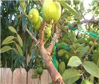 نشرة فنية لمكافحة الآفات في أشجار الجوافة خلال فبراير.. تعرف عليها