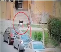 فيديو| تعرف على منقذة «طفل مدينتي» من أنياب الكلبين